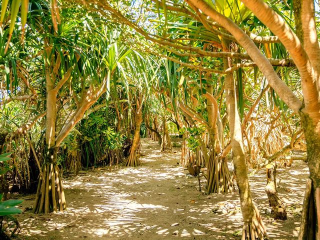 奄美温泉 大和 ハナハナビーチリゾート 園内散歩