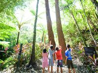 かりゆしの森トレッキングの画像