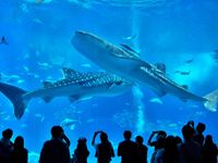 沖縄美ら海水族館まで車で約6分の画像
